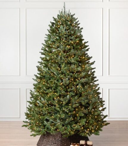 Fraser Fir Trees - Image 1